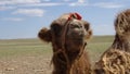 Muzzle of a camel in the desert