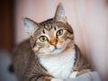 The muzzle of a cat close-up. The striped smooth-haired European domestic cat looks right into the frame