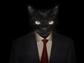 Muzzle of a cat with glasses and a suit and tie close-up. front Royalty Free Stock Photo