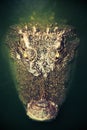 Muzzle close-up portrait of crocodile in green water