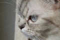 Muzzle closeup Balinese cat