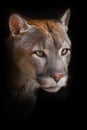 Cougar Close Up, Orange Yellow Big Cat With Green Eyes Isolated On Black Background