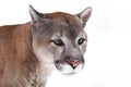 Muzzle Cougar Close-up On A White Background. Powerful Predatory Face Of A Big Cat