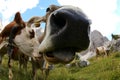 cow photographed with fisheye lens very close Royalty Free Stock Photo