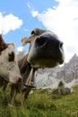 Muzzle of cow photographed with fisheye lens Royalty Free Stock Photo