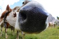Muzzle of cow photographed with fisheye lens very close Royalty Free Stock Photo