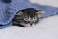 muzzle of a cute kitten peeks out from under a purple knitted blanket. cat basks in cool autumn weather. winter season Royalty Free Stock Photo