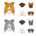 Muzzle of different breeds of dogs.Collie breed dog, lobladore, poodle, boxer set collection icons in cartoon,monochrome