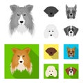 Muzzle of different breeds of dogs.Collie breed dog, lobladore, poodle, boxer set collection icons in monochrome,flat