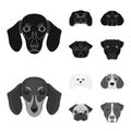 Muzzle of different breeds of dogs.Dog breed of dachshund, lapdog, beagle, pug set collection icons in black,monochrome Royalty Free Stock Photo