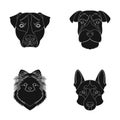 Muzzle of different breeds of dogs Royalty Free Stock Photo