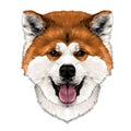 Muzzle dog breed Akita inu