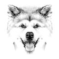 Muzzle dog breed Akita inu