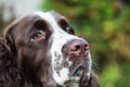 Muzzle of a dog close-up. Focus on nose