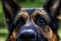 Muzzle of a Dog German Shepherd. Attention on the eyes