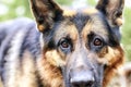 Muzzle of a Dog German Shepherd. Attention on the eyes