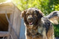 Muzzle dogs mongrels close-up natural background