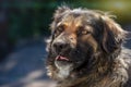 Muzzle dogs mongrels close-up natural background