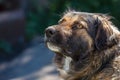 Muzzle dogs mongrels close-up natural background Royalty Free Stock Photo
