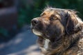 Muzzle dogs mongrels close-up natural background