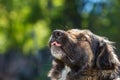 Muzzle dogs mongrels close-up natural background Royalty Free Stock Photo
