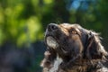 Muzzle dogs mongrels close-up natural background