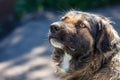 Muzzle dogs mongrels close-up natural background Royalty Free Stock Photo