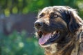 Muzzle dogs mongrels close-up natural background