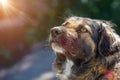 Muzzle dogs mongrels close-up natural background