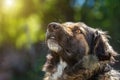 Muzzle dogs mongrels close-up natural background Royalty Free Stock Photo