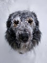 Muzzle dogs in the snow close-up in winter.