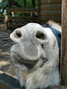 The muzzle of a donkey in close-up. Nostrils, lips, moustache Royalty Free Stock Photo