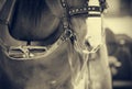 Muzzle is draught horse harnessed to a sled. Royalty Free Stock Photo