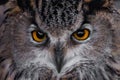 Muzzle of an eagle owl eagle owl close-up, huge eyes and a surprised angry look of a sleepy bird of prey Royalty Free Stock Photo