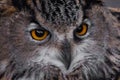 Muzzle of an eagle owl eagle owl close-up, huge eyes and a surprised angry look of a sleepy bird of prey Royalty Free Stock Photo