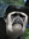 Muzzle of eastern black-and-white colobus