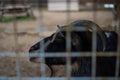 Muzzle face of a black goat with curved horns behind rusty mesh cage