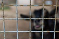 muzzle the face of black goat with curved horns with a protruding tongue behind a rusty mesh cell cage