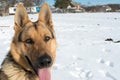 Muzzle face german shepherd closeup Royalty Free Stock Photo