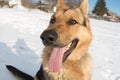 Dog german shepherd closeup Royalty Free Stock Photo