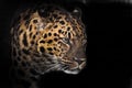 Muzzle of a Far Eastern leopard in profile in the dark, isolated