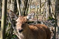 Muzzle of a female deer close-up Royalty Free Stock Photo