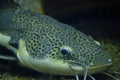 Muzzle flathead catfish lying bottom aquarium closeup.