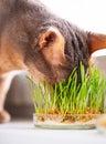 The Muzzle of a funny abyssinian blue-beige cat. Cute Abyssinian cat eats grass for the stomach health of pets on the windowsill.