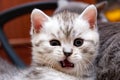 The muzzle of a funny British kitten who looks in surprise at the camera