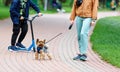 A funny schnauzer goes on a leash for a walk in the city park