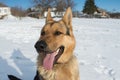 Muzzle face german shepherd closeup.