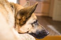 Muzzle German shepherd closeup Royalty Free Stock Photo