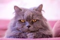 Muzzle of gray big long-haired British cat lies on a pink sofa. Concept weight gain during the New Year holidays, obesity, diet Royalty Free Stock Photo