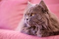 Muzzle of gray big long-haired British cat lies on a pink sofa. Concept weight gain during the New Year holidays, obesity, diet Royalty Free Stock Photo